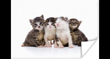 Poster Kat - Huisdieren - Vacht - Portret - 30x20 cm