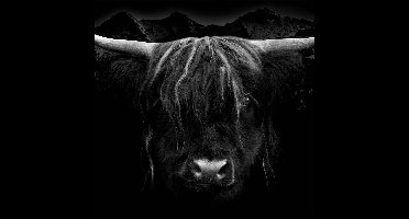 Tuinposter Tuindoek Schotse Hooglander 100x100cm - bevestigingsogen om de 30 cm - Schuttingposter - Haarscherp