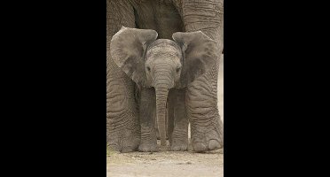 Baby olifant poster formaat 61 x 91.5 cm.