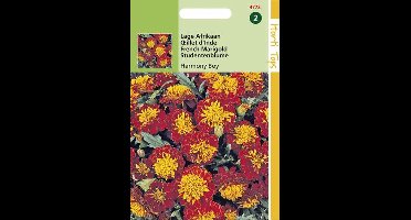 Hortitops Zaden - Tagetes patula nana Petite Harmony