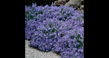 25 x Klokjesbloem Blauw - Winterharde Bodembedekkers - Campanula poscharskyana in 9x9cm pot met hoogte 5-10cm