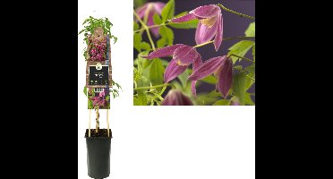 Klimplant Clematis alp. Ruby (Bosrank)