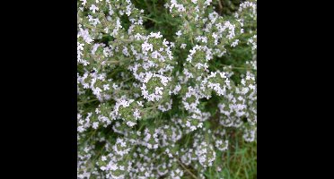 50 x Echte Tijm / Keukentijm - Winterharde Kruidenplant - Thymus vulgaris in 9x9cm pot met hoogte 5-10cm