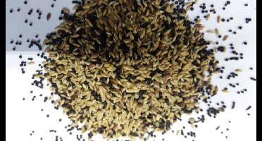 Wielink Kanariezaad zonder raapzaad 20KG