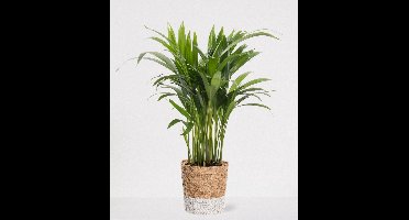 Areca in siermand Amber Wit – luchtzuiverende kamerplant – eenvoudig te onderhouden Goudpalm - ↕35-50cm - Ø13 – geleverd met plantenpot – vers uit de kwekerij