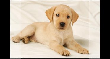 Kangaro bureau onderlegger - 38x58cm - Labrador wit - antislip - met insteekvakken - K-0014D108