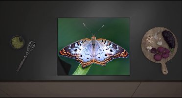 Inductieplaat Beschermer - Anartia jatrophae Blauw met Bruine Vlinder - 60x52 cm - 2 mm Dik - Inductie Beschermer met zwarte kern