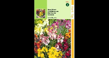 2 stuks Hortitops Cheiranthus Cheirii Tom Thumb Gemengd
