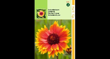 2 stuks Hortitops Gaillardia Aristata Kokardebloem