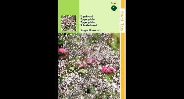2 stuks Hortitops Gypsophila Panic. Enkelbl. Wit