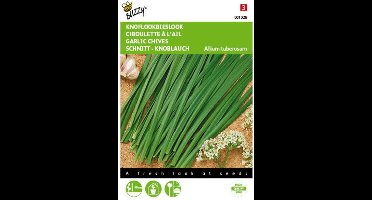 2 stuks Chinese Knoflook - Bieslook (Allium tuberosum)