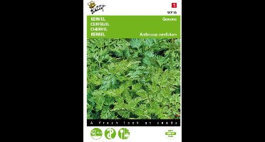 2 stuks Kervel Gewone (Anthriscus cerefolium)