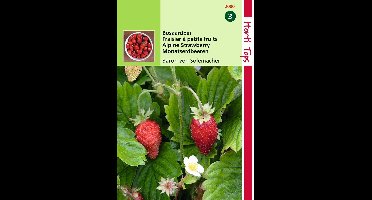 2 stuks Hortitops Aardbeien Baron Van Solemacher Rugen