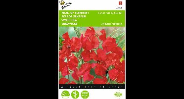 2 stuks - Buzzy - Lathyrus odoratus Royal Family Rood