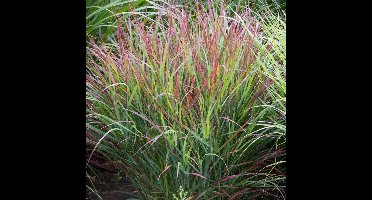50 x Vingergras Rood|Groen - Winterhard Siergras - Panicum virgatum Shenandoah in 9x9cm pot met hoogte 5-10cm