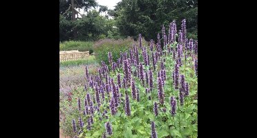 50 x Dropplant / Anijsplant Zwart|Paars - Bloeiende Winterharde Vaste Plant - Agastache 'Black Adder' in 9x9 pot met hoogte 0-10 cm