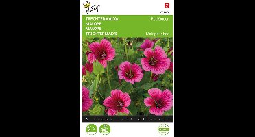 Buzzy, Trechtermalva Red Queen (Malope)