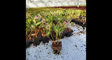 Skimmia j. 'Rubella' | Potmaat p9 | Wintergroen | Potplant