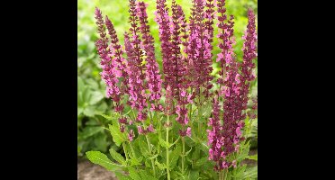 6 x Salvia nemorosa 'Sensation Deep Rose' - Salie in 9x9 pot met hoogte 0-10 cm