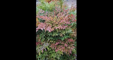 Hemels bamboe| Nandina domestica 'Obsessed'® | Potmaat p9 | Wintergroen