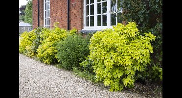 3 stuks Choisya 'Lich' | Mexicaanse oranjebloesem | Potmaat p9