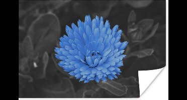 Poster Bloemen - Zwart - Wit - Blauw - 30x20 cm