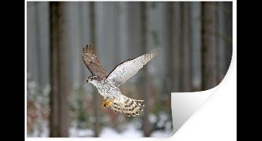 Muurstickers - Sticker Folie - Een vliegende havik tegen een vervaagd bos - 30x20 cm - Plakfolie - Muurstickers Kinderkamer - Zelfklevend Behang - Zelfklevend behangpapier - Stickerfolie