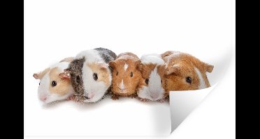 Muurstickers - Sticker Folie - Vijf cavia's - 30x20 cm - Plakfolie - Muurstickers Kinderkamer - Zelfklevend Behang - Zelfklevend behangpapier - Stickerfolie