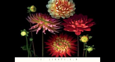 Kunstdruk Pip Bloomfield - Dahlia Garden 91x66cm