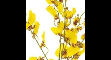 Erutan avon - Oncidium orchid spray yellow 93 cm