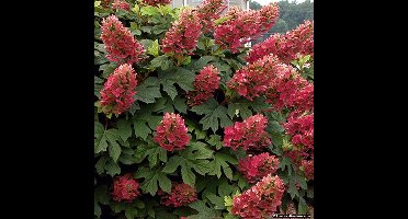 8 x Hydrangea quercifolia 'Ruby Slippers' C2.5 - Eikenbladhortensia in C2.5 (liter) pot met hoogte 30-40cm