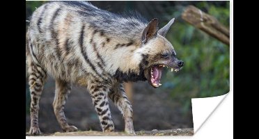 Poster Hyena - Planten - 30x20 cm