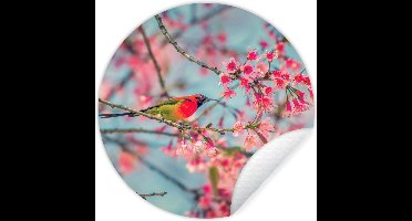 WallCircle - Muurstickers - Behangcirkel - Vogel - Sakura - Kleuren - 80x80 cm - Muurcirkel - Zelfklevend - Ronde Behangsticker