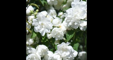 4 x Boerenjasmijn Wit - Jasmijn Winterharde Geurende Struik - Philadelphus 'Virginal' in C3(liter) pot met hoogte 30-50cm