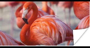 PosterMonkey - Poster - Flamingo - Vogel - Dieren - Roze - Fotolijst - 160x80 cm - Poster flamingo - Posterlijst - Frame poster - Poster dieren - Woonkamer