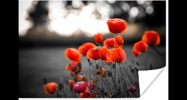 Poster Wilde rode klaprozen in een groot veld met een zwart witte achtergrond - 30x20 cm