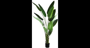 PTMD Kunstplant Strelitzia - 130x87x310 cm - Polyester - Groen
