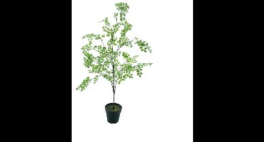 Kunstplant Button Leaf Tree in Pot - 175 cm