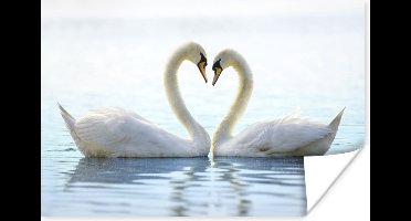 Poster Zwanen - Hart - Koppel - 30x20 cm