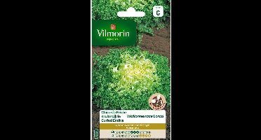 Krulandijvie Wallonne Lorca