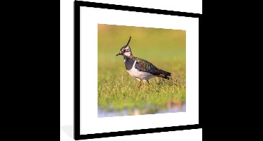 PosterMonkey - Poster - Fotolijst - Vogel - Natuur - Gras - Dieren - 40x40 cm - Posterlijst - Kader - Poster vogels - Frame poster - Poster met lijst - Poster natuur