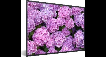PosterMonkey - Poster - Fotolijst - Hortensia - Bloemen - Roze - Planten - Natuur - 40x30 cm - Poster bloemen - Foto met lijst - Decoratie woonkamer - Poster in lijst