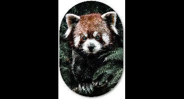 Wandovaal Red Panda - WallCatcher | Acrylglas 100x150 cm | Ovalen schilderij | Muurovaal Kleine rode panda in de jungle