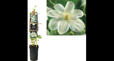 Klimplant Clematis Guernsey Cream  - Witte Bosrank