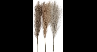 Pampasgras, L: 50 cm, licht beige, lichtbruin, lichtgrijs, 3 stuk/ 1 bol