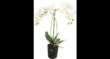 Phalaenopsis 2-tak i/pot h53cm wit