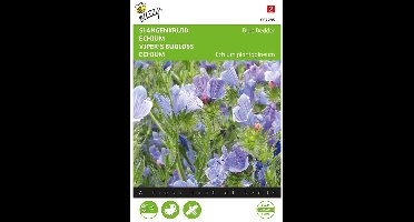 Slangenkruid Blue Bedder - Echium plantagineum