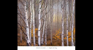 Kunstdruk Charles Cramer - Aspen in Fog 76x66cm