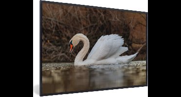 PosterMonkey - Poster - Fotolijst - Zwaan - Water - Dieren - Vogel - 120x80 cm - Wanddecoratie - Poster met lijst - Poster dieren - Foto lijst - Poster vogels