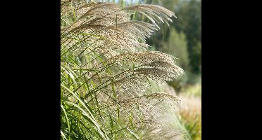 25 x Chinees Prachtriet - Hoog Siergras Winterhard - Miscanthus sinensis in 9x9cm pot met hoogte 5-10cm